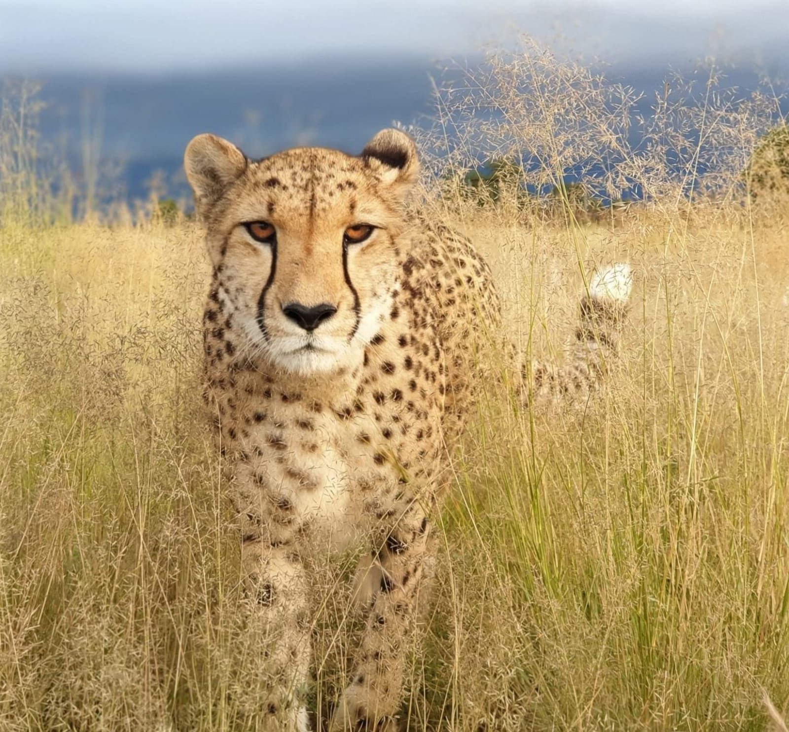 cheetah