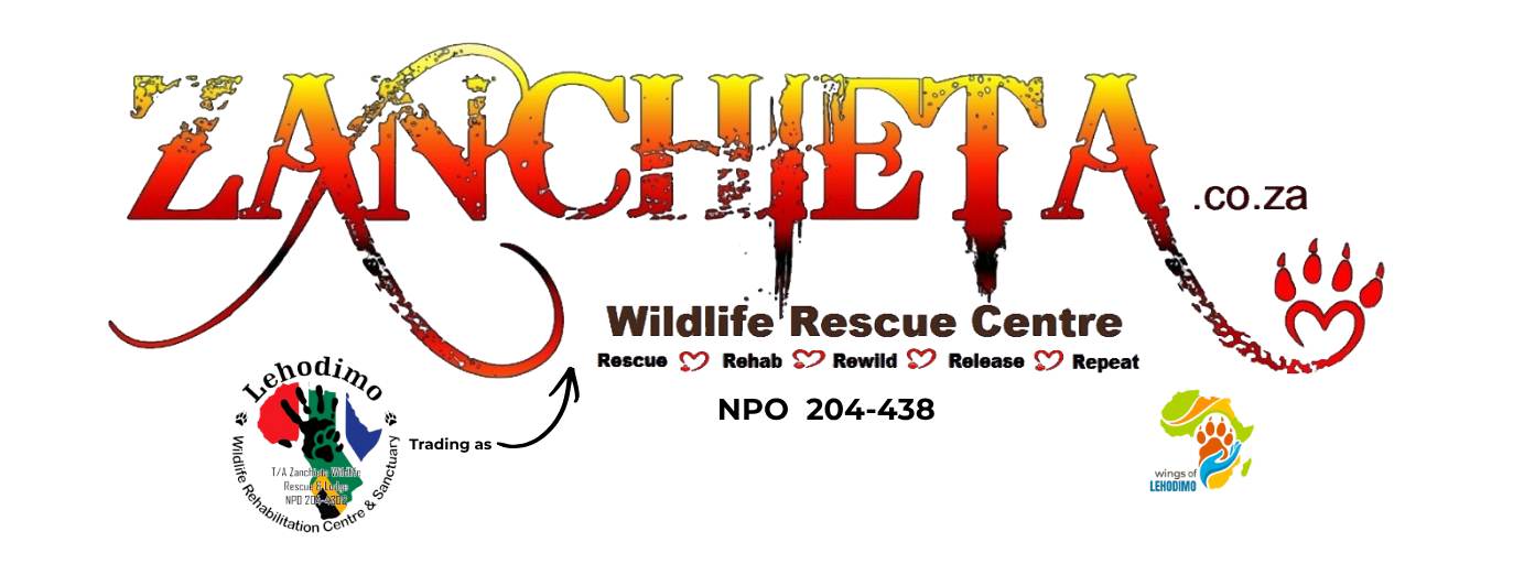Letterhead for Zanchieta(2)